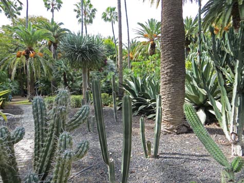 Cactuses on Tenerife