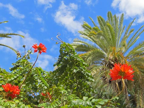 Tenerife Vegetation
